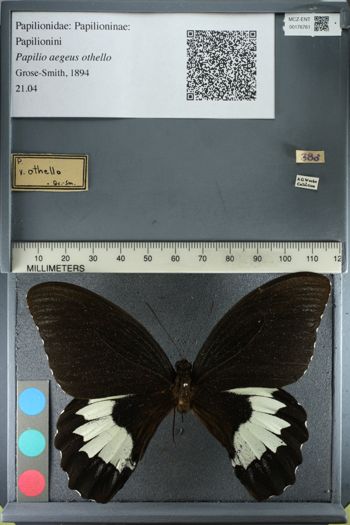 Media type: image;   Entomology 176761